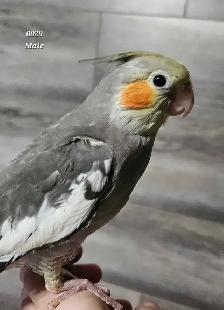 8 week old male cockatiel - Photo 2