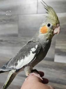 8 week old male cockatiel - Photo 3
