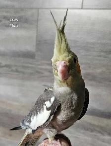8 week old male cockatiel - Photo 4