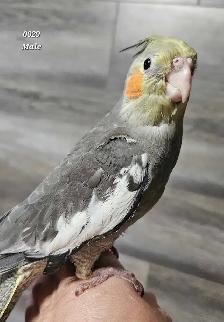 8 week old male cockatiel - Photo 5