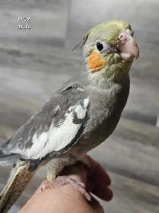 8 week old male cockatiel - Photo 6