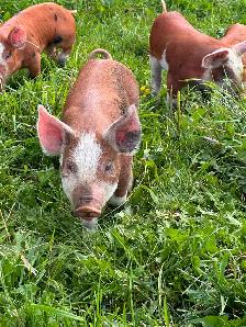 HEREFORD and BERKSHIRE Weiner piglets for sale !
