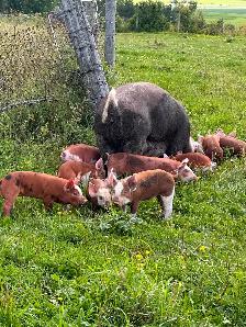 HEREFORD and BERKSHIRE Weiner piglets for sale ! - Photo 2