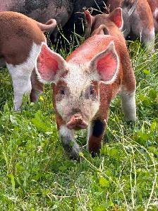 HEREFORD and BERKSHIRE Weiner piglets for sale ! - Photo 3