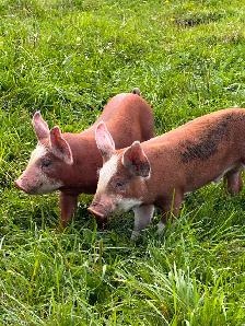 HEREFORD and BERKSHIRE Weiner piglets for sale ! - Photo 4