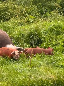 HEREFORD and BERKSHIRE Weiner piglets for sale ! - Photo 5