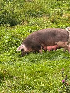HEREFORD and BERKSHIRE Weiner piglets for sale ! - Photo 6