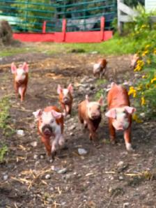 HEREFORD and BERKSHIRE Weiner piglets for sale ! - Photo 7