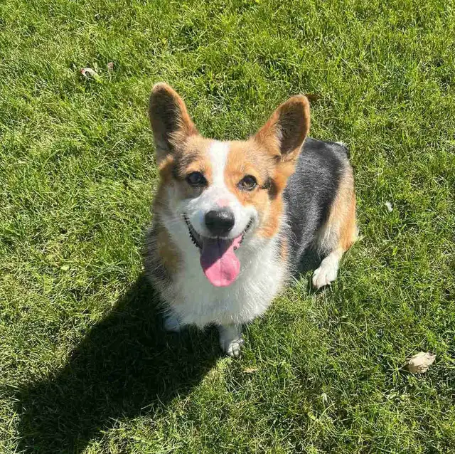 Purebred corgi for sale