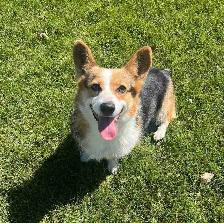 Purebred corgi for sale