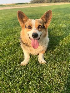 Purebred corgi for sale - Photo 2