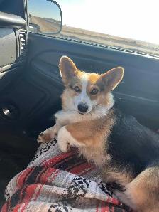 Purebred corgi for sale - Photo 3
