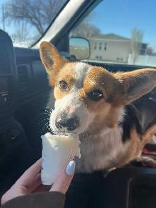 Purebred corgi for sale - Photo 4