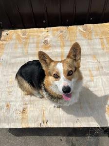 Purebred corgi for sale - Photo 5