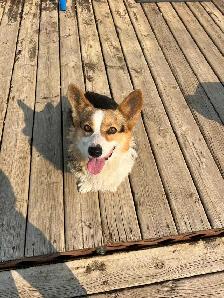 Purebred corgi for sale - Photo 6