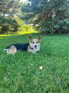 Purebred corgi for sale - Photo 7