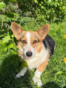 Purebred corgi for sale - Photo 8