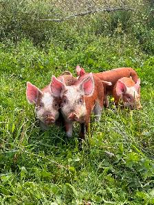 HEREFORD and BERKSHIRE cross piglets.