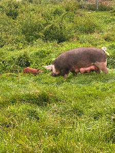 HEREFORD and BERKSHIRE cross piglets. - Photo 2