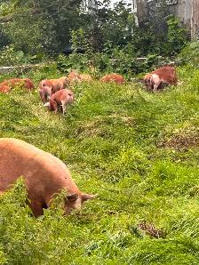HEREFORD and BERKSHIRE cross piglets. - Photo 6