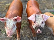 HEREFORD and BERKSHIRE cross piglets. - Photo 7