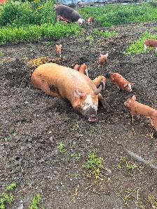 HEREFORD and BERKSHIRE cross piglets. - Photo 9