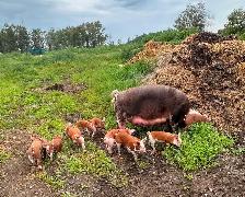 HEREFORD and BERKSHIRE cross piglets. - Photo 10