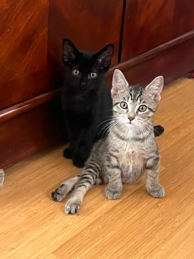cute home kittens for sale Only $250 each