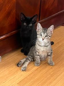 cute home kittens for sale Only $250 each