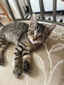 cute home kittens for sale Only $250 each - Photo 2