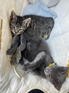 cute home kittens for sale Only $250 each - Photo 3