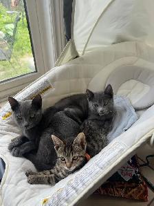 cute home kittens for sale Only $250 each - Photo 4