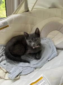 cute home kittens for sale Only $250 each - Photo 5