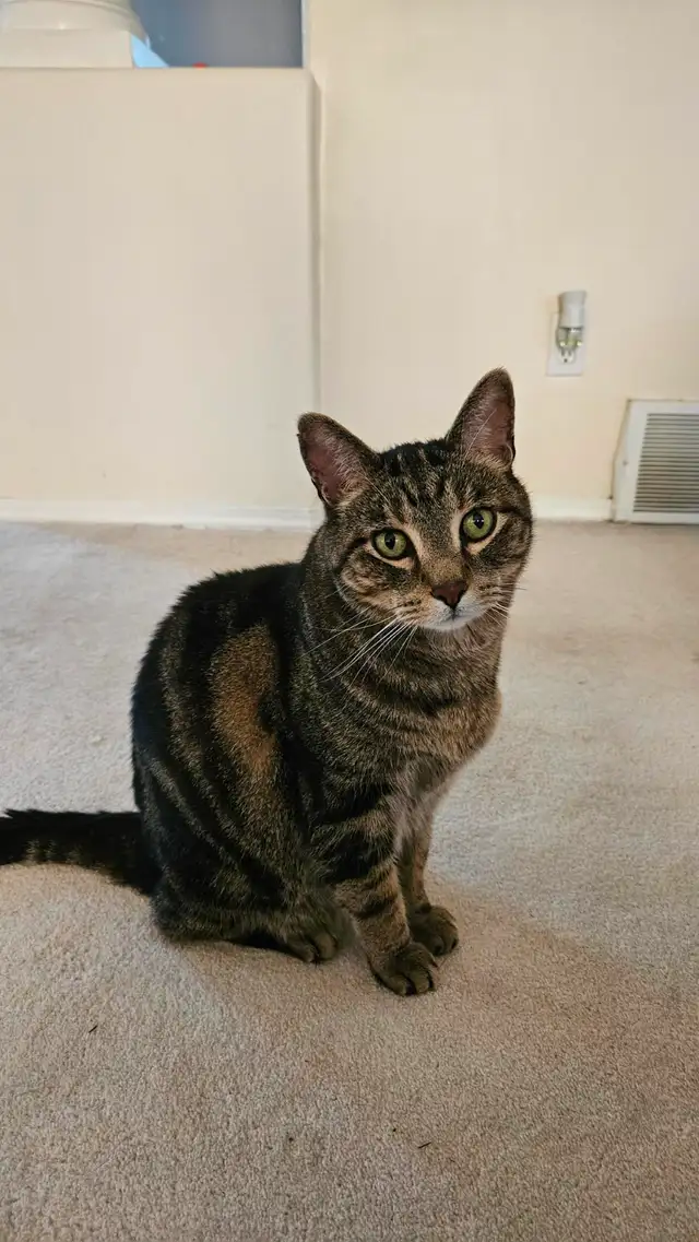 Rehome Cat (Free)