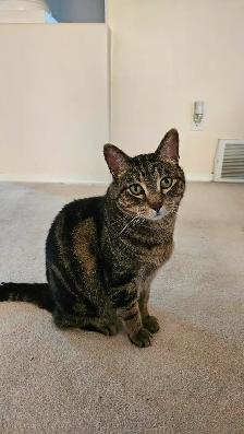 Rehome Cat (Free)