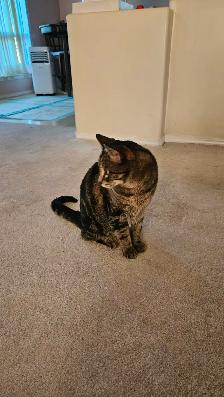 Rehome Cat (Free) - Photo 2