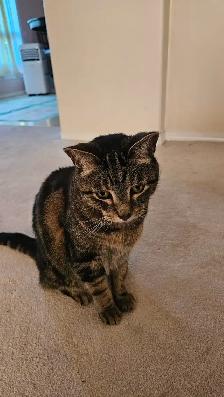 Rehome Cat (Free) - Photo 3