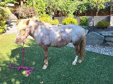 Welsh Cross Pony Mare - $4,500 OBO