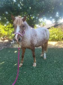 Welsh Cross Pony Mare - $4,500 OBO - Photo 2
