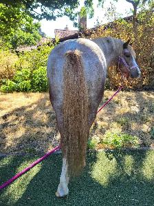 Welsh Cross Pony Mare - $4,500 OBO - Photo 3