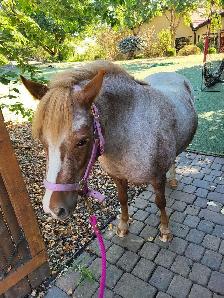 Welsh Cross Pony Mare - $4,500 OBO - Photo 4