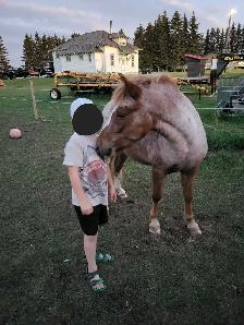 Welsh Cross Pony Mare - $4,500 OBO - Photo 5