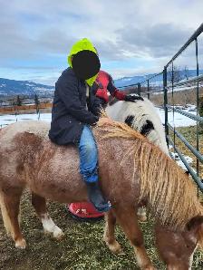 Welsh Cross Pony Mare - $4,500 OBO - Photo 6