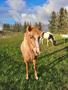 Welsh Cross Pony Mare - $4,500 OBO - Photo 7