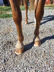 Welsh Cross Pony Mare - $4,500 OBO - Photo 8