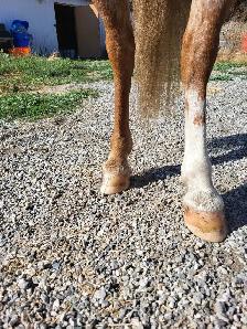 Welsh Cross Pony Mare - $4,500 OBO - Photo 9