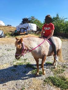 Welsh Cross Pony Mare - $4,500 OBO - Photo 10