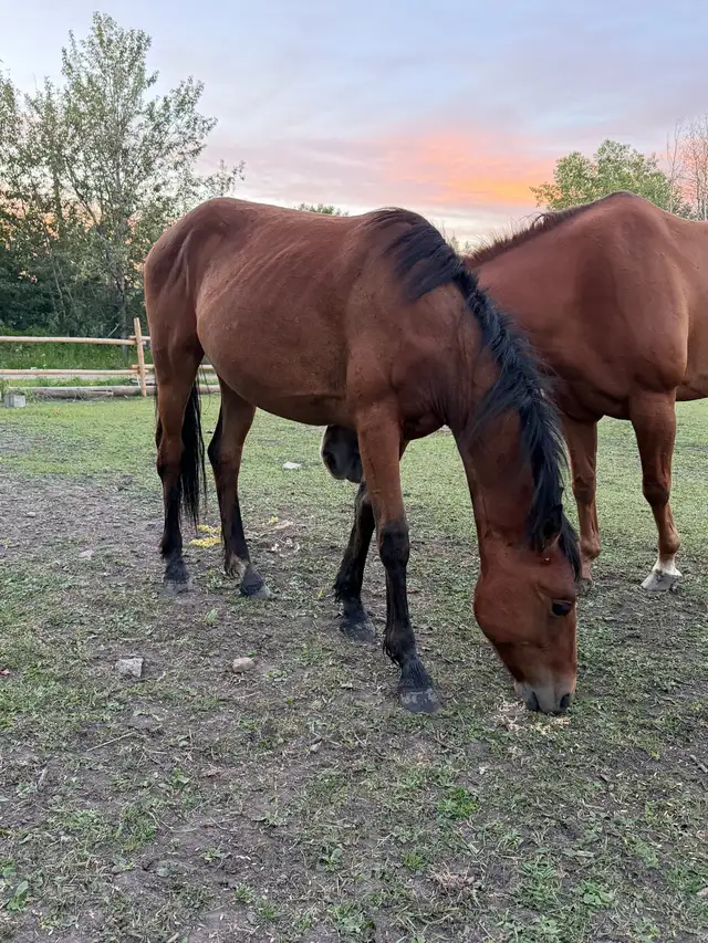 2.5 yr old filly
