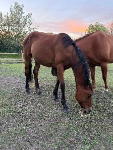 2.5 yr old filly