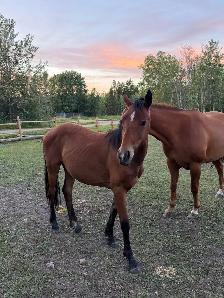 2.5 yr old filly - Photo 2